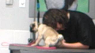 First Nail Trim At PETCO Part 2 Dec 1st 2012