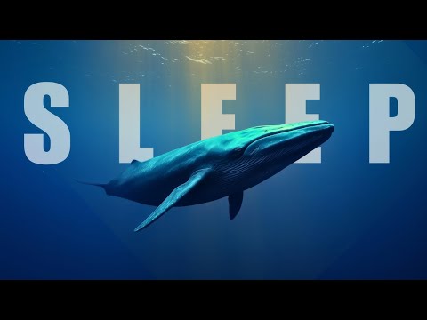 Sleep To The Story Of Blue Whales ASMR Underwater Ambience With Whale Sounds
