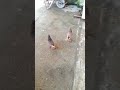 Baki Göyercinleri Baku pigeon 2019