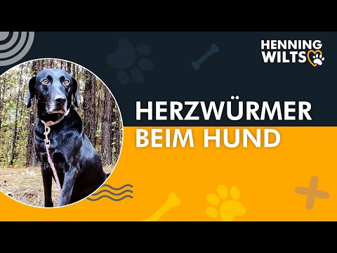 Video: Haustier-Herz-Gesundheit und Herzwürmer