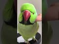 Fluffy Ringneck parrot love to cuddle and chirp💚