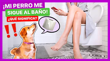 ¿Por qué tu perro te sigue al baño?