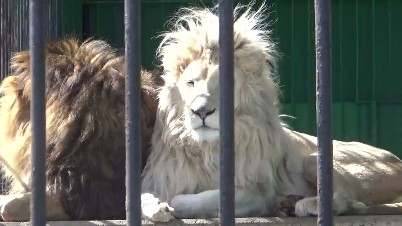 22 3 5 東北サファリパーク 白獅子ポップと茶獅子ノゾム 01 Youtube