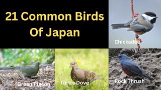 21 Common Birds Of Japan by ZooLogix  989 views 7 months ago 3 minutes, 13 seconds