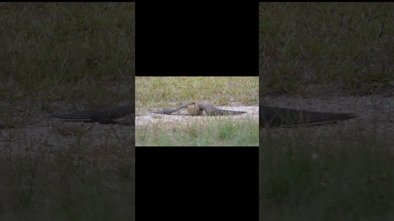 The Great Pretender: Pratincole’s Clever Trick to Protect Its Nest