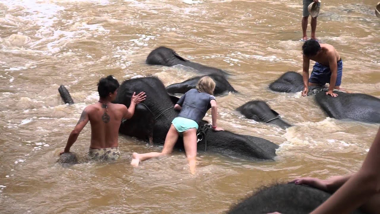 Elephant swim with Alcat YouTube