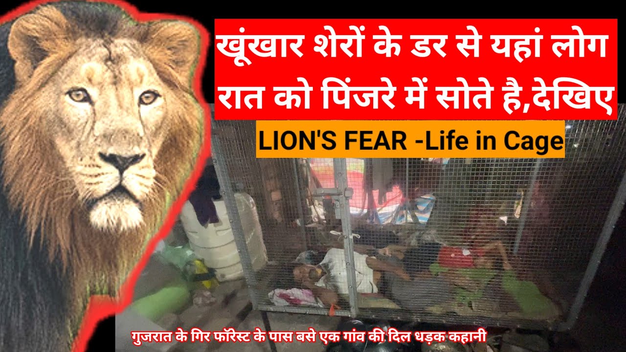 शेरों से जान बचाने कैसे पिंजरे में सोते है लोग?Life in Cage Gir Forest 