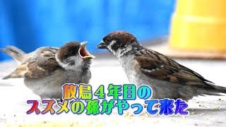 Ep33 ２年前に放鳥したスズメの子供が子供を連れてやって来た！