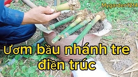 Ươm bầu nhánh tre điền trúc thật đơn giản và dễ làm(xem hết video sẽ rõ nhé)!