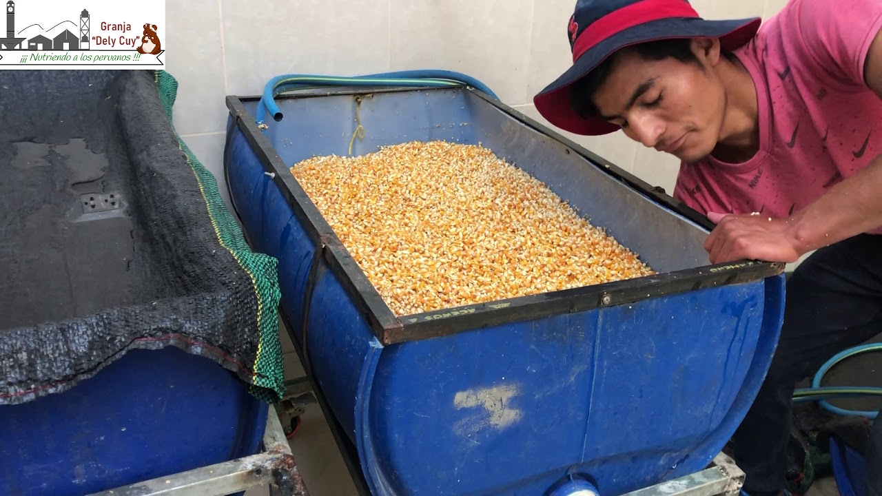 Granja Dely Cuy - Forraje Verde Hidropónico (FVH)