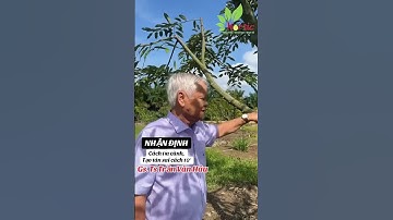 Tỉa cành, tạo tán đúng cách sẽ như thế nào? #hortic