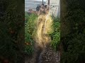 La milpa