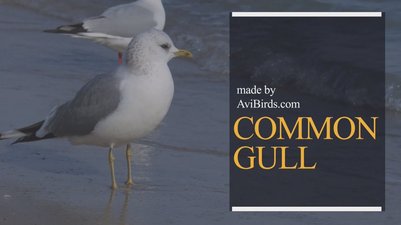 Common Gull - Facts, Diet, Habitat & Pictures on Animalia.bio
