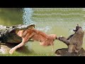Battle Of Jaws | Lions vs Crocodile | Mother Baboon Save Her Baby Fail From Crocodile Hunting