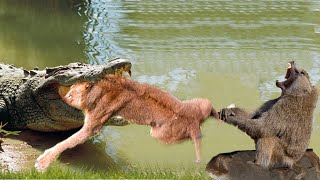 Battle Of Jaws | Lions vs Crocodile | Mother Baboon Save Her Baby Fail From Crocodile Hunting