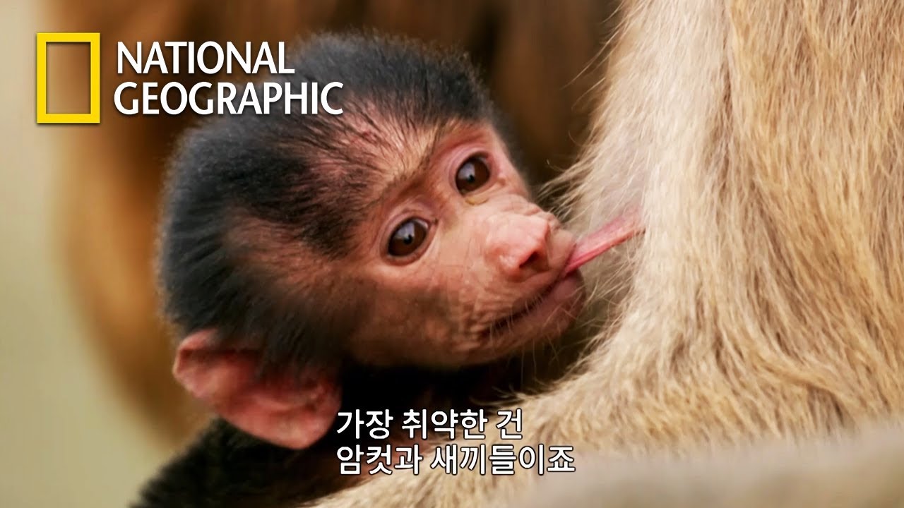 ⁣물이 부족해서 벌어지는 개코원숭이들의 영토 전쟁! (내레이션 - 베어 그릴스)