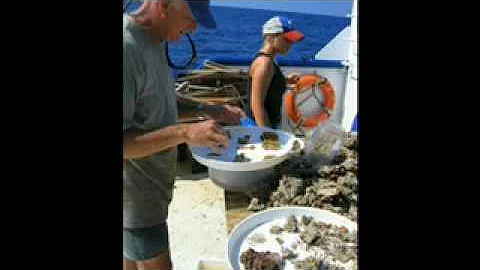 Pt.2. Gulf of Mexico Biodiversity - Darryl Felder ...