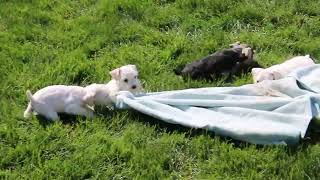 Miniature Schnauzer Puppies For Sale