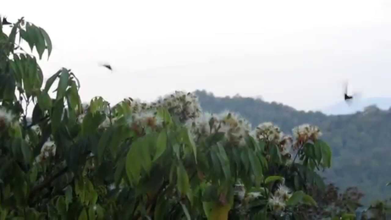 Green Urania Migratory Moth