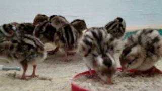 Day old californian quail chicks -