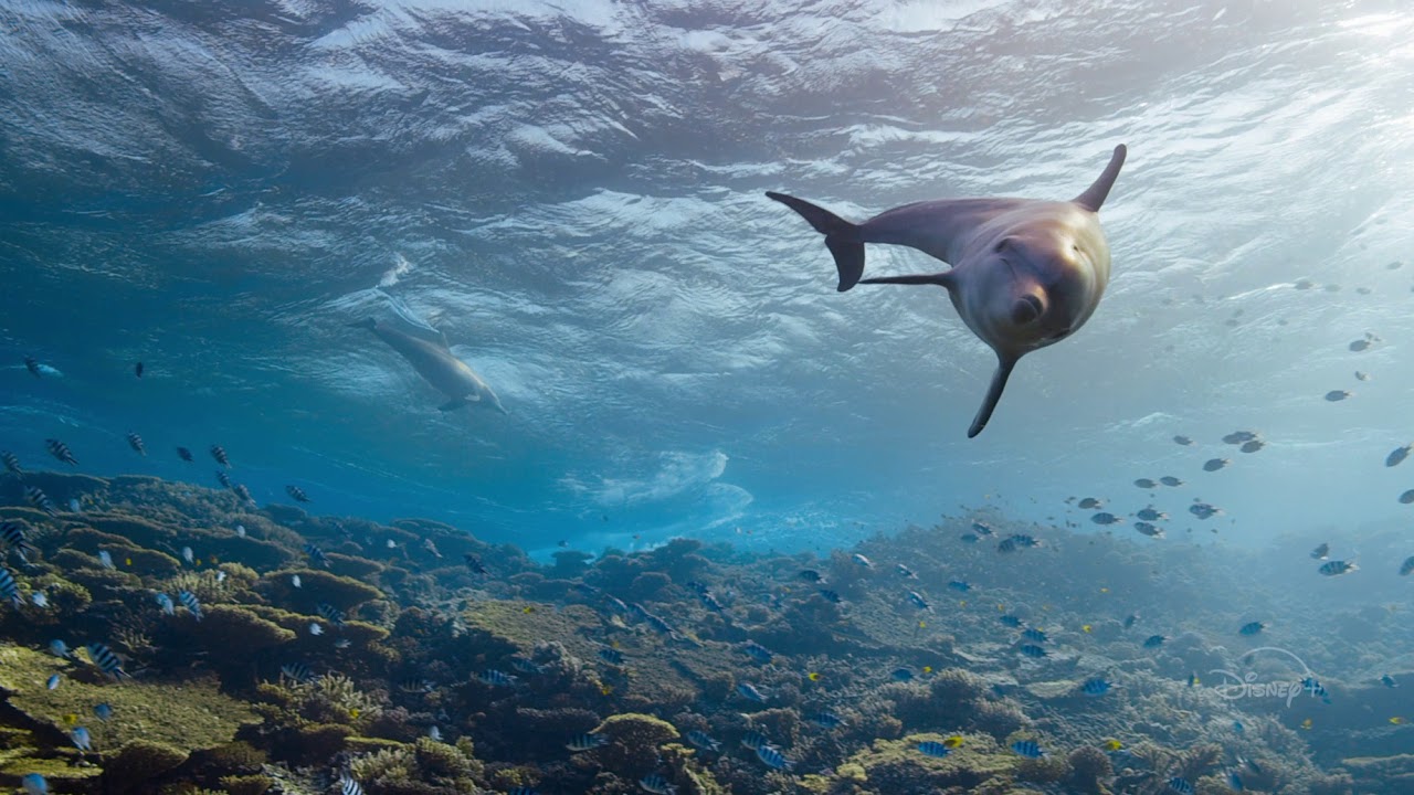 Disneynature's Elephant and Dolphin Reef | Now Streaming | Disney+ - Disneynature's Elephant and Dolphin Reef | Now Streaming | Disney+
