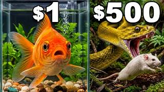 $1 vs $500 Pet