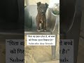 ✅💯Father is the person who teaches the child to get up after falling#puppy #pets #viralvideo#shorts