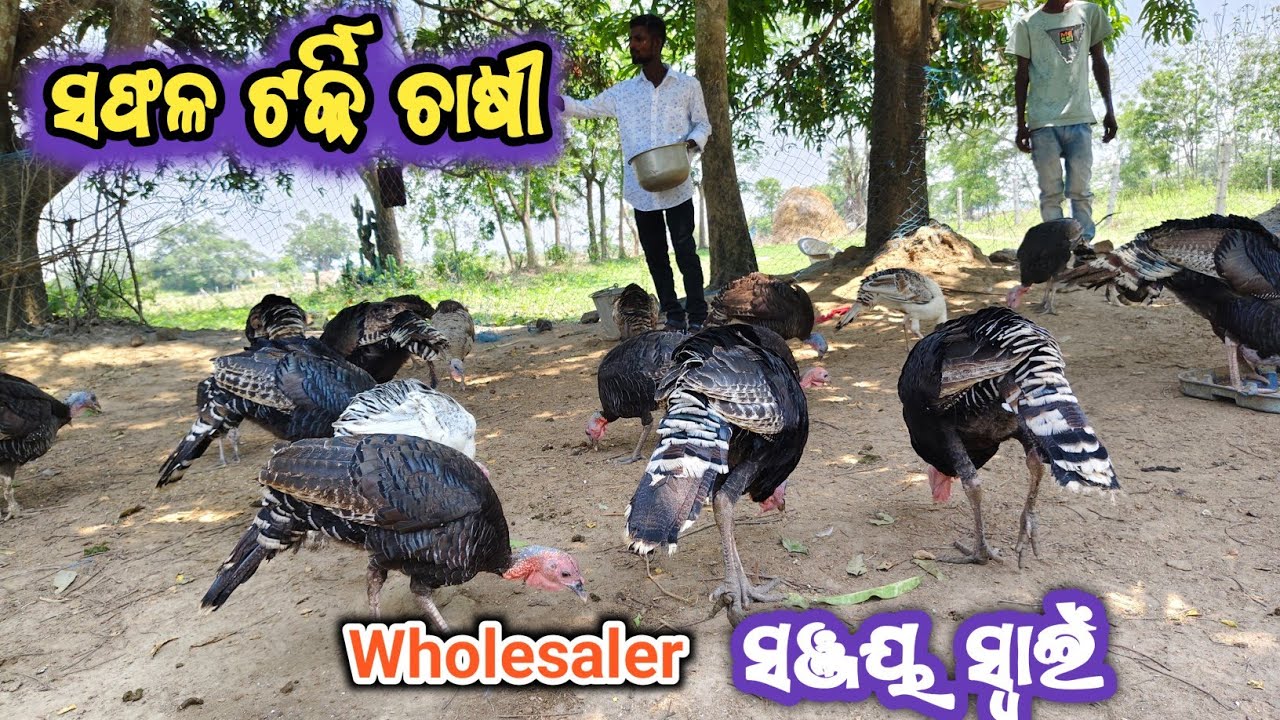 Turkey Bird ପାଳନ କିପରି କରିବେ? Contact for Turkey Bird & Chicks Mob. No. 9692377623