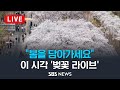 [LIVE] 주말 만개한 벚꽃 &quot;봄을 담아가세요&quot; - 이 시각 &#39;벚꽃 라이브&#39; / SBS