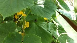 DSCF5244