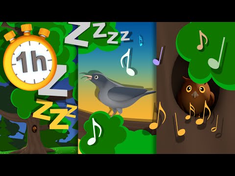 Dans La Forêt Lointaine - 1h De Comptines TV
