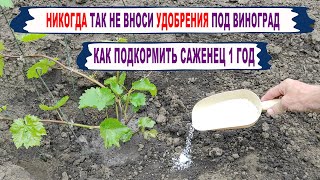 🍇Как ПОДКОРМИТЬ молодой САЖЕНЕЦ ВИНОГРАДА. Даже не ДУМАЙ ТАК вносить удобрения на винограднике.