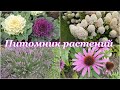 🌱 Заехали в ПИТОМНИК РАСТЕНИЙ 🌱 Огромный выбор плодовых и декоративных растений