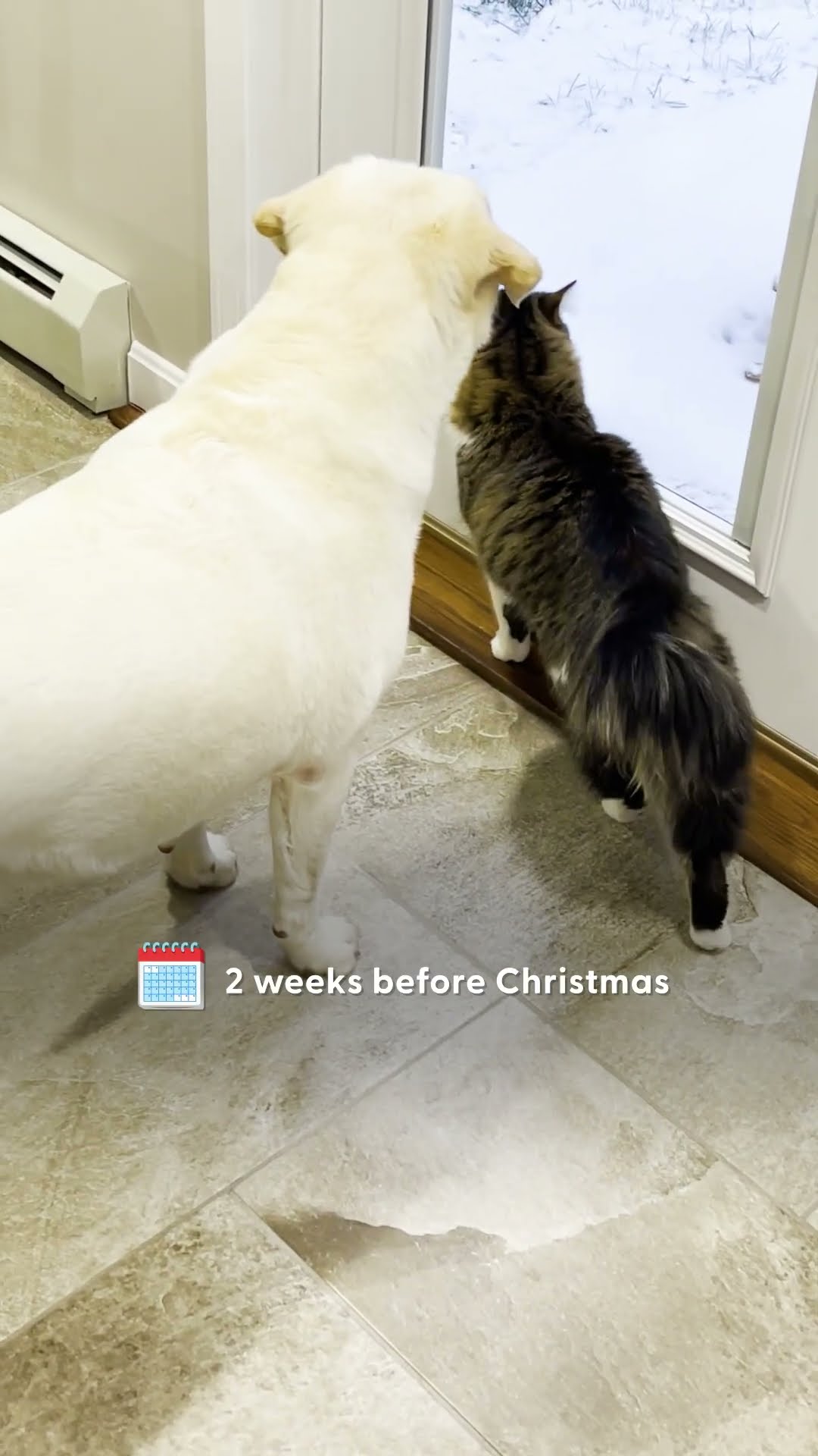Cat And Golden Retriever Insist On Sledding Together | The Dodo
