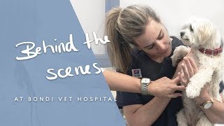 Behind The Scenes At Bondi Vet Hospital - Bella The Itchy Dog - Dr Kate Adams, Bondi Vet by Dr Kate Adams 982 views 6 years ago 6 minutes, 37 seconds
