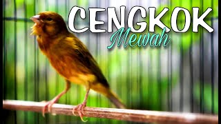 KENARI GACOR CENGKOK MEWAH PALING DI SUKAI JURI
