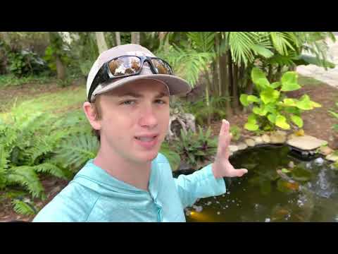 Worlds FASTEST Growing Piranha Fish are Invading BASS FISHING PRODUCTION Pond!!! FISH TRAP WORKS