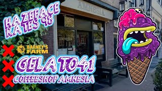 HazeFace Rates #98 - GELATO41 - Coffeeshop Amnesia / Barney's Farm Amsterdam