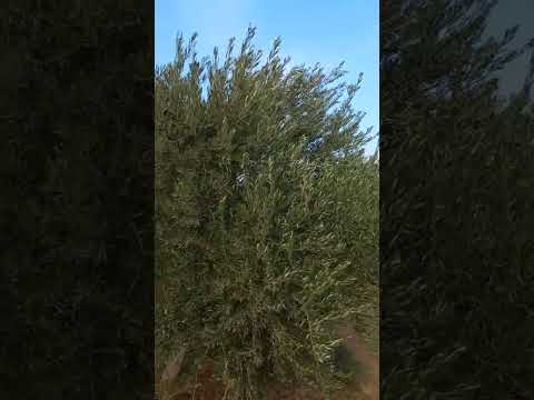 الزيتون في الزراعة التقليدية وعدد الاشجارفي الدونم والزراعة المكثفة والزراعة عالية التكثيف