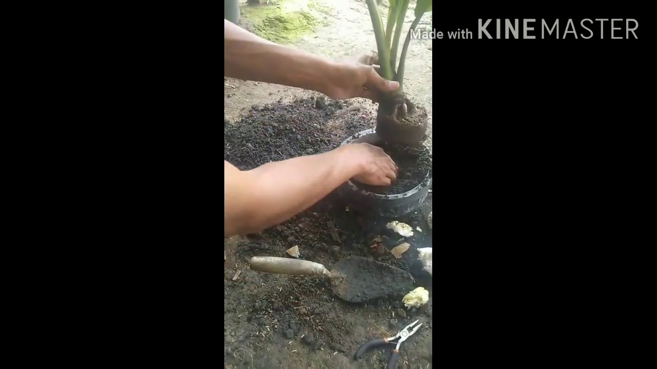 Terus berkarya cara pemindahan hasil cangkok akar ke pot  