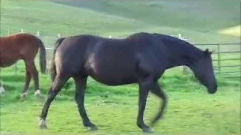 Adelma (Darco x Unity, Voltaire)