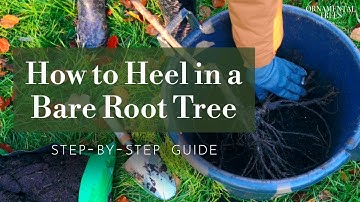 How to Heel in a Bare Root Tree Before Planting (Storing Bare Root Trees) | Tree 101
