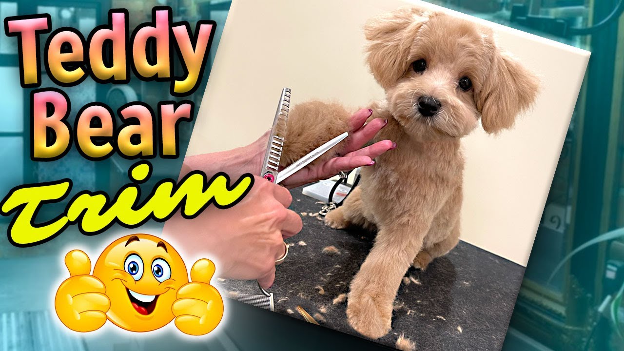 Teddy Bear Haircut on a Cute Fluffy Dog