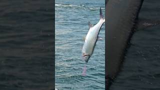 Top water fishing with SLC popper
