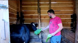 Download Lagu ZAŠTO NE SNIMAM SVOJU ŽENU I KAKO TREBA IZGLEDATI ČISTA I UREDNA KRAVA! 🐄❤️ ISKRENO OD SRCA MP3 Download Lagu ZAŠTO NE SNIMAM SVOJU ŽENU I KAKO TREBA IZGLEDATI ČISTA I UREDNA KRAVA! 🐄❤️ ISKRENO OD SRCA MP3