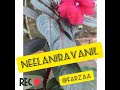 neelaniravanil noora🎵🤲നീല നിറവനിൽ നൂറ 🎤 Mp3 Song