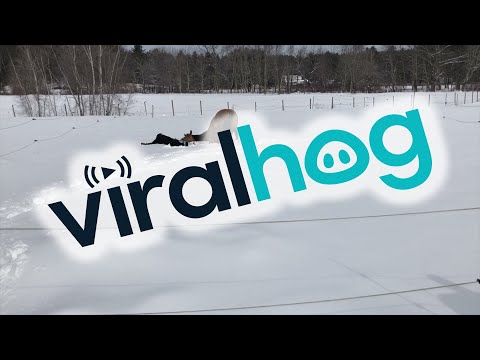 West Wind The Horse Loves Making Snow Angels || ViralHog