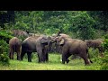 The beautiful Elephants of Indonesia. (Documentary)