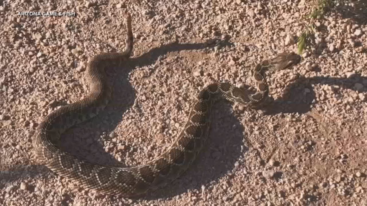 Rattlesnake season is officially here YouTube