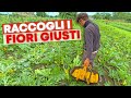 Come RACCOLGONO le ZUCCHINE i PROFESSIONISTI